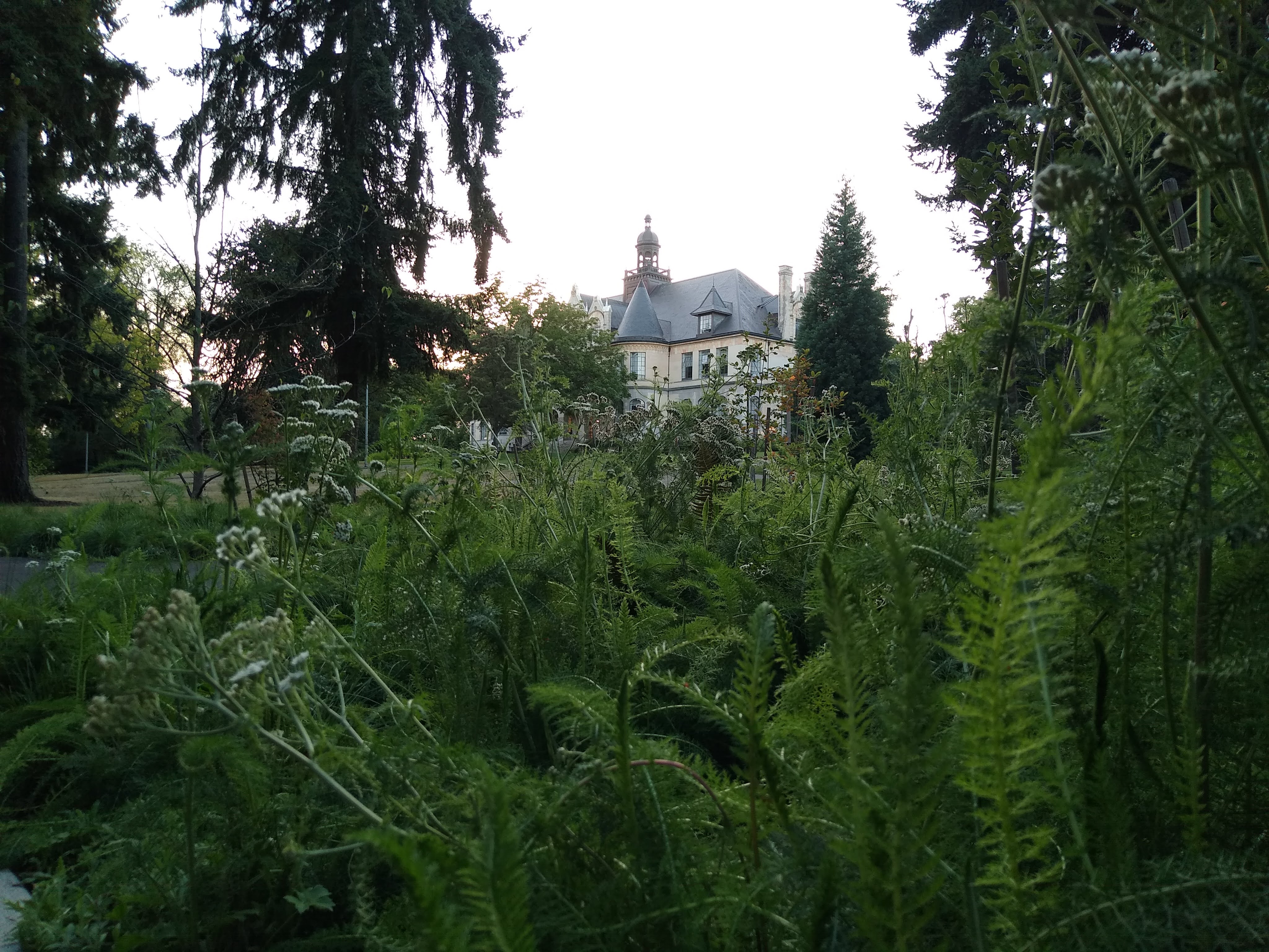 stately Denny Hall framed by douglas firs and a fluffy clump of yarrow