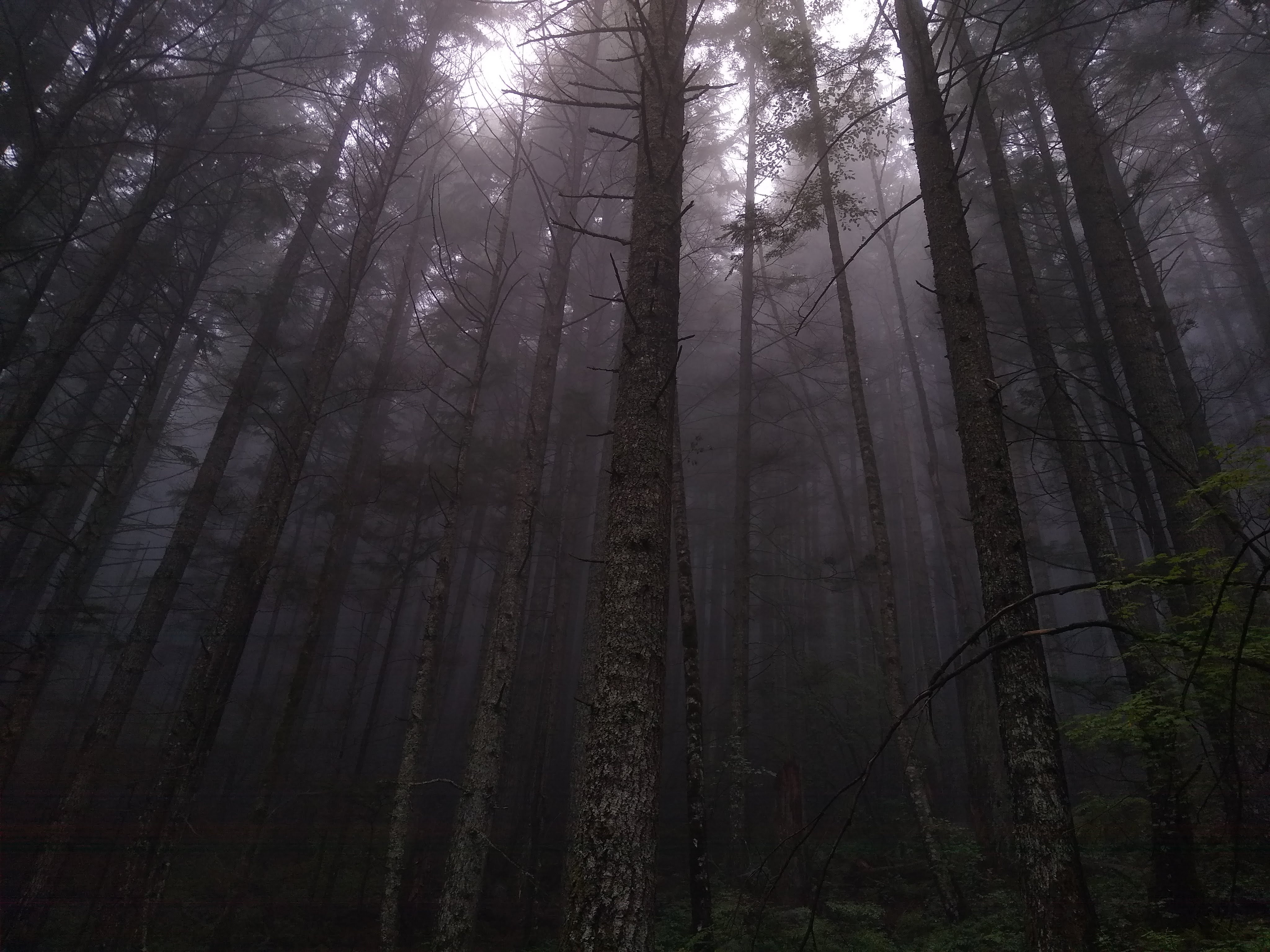 dim tree trunks in the morning fog