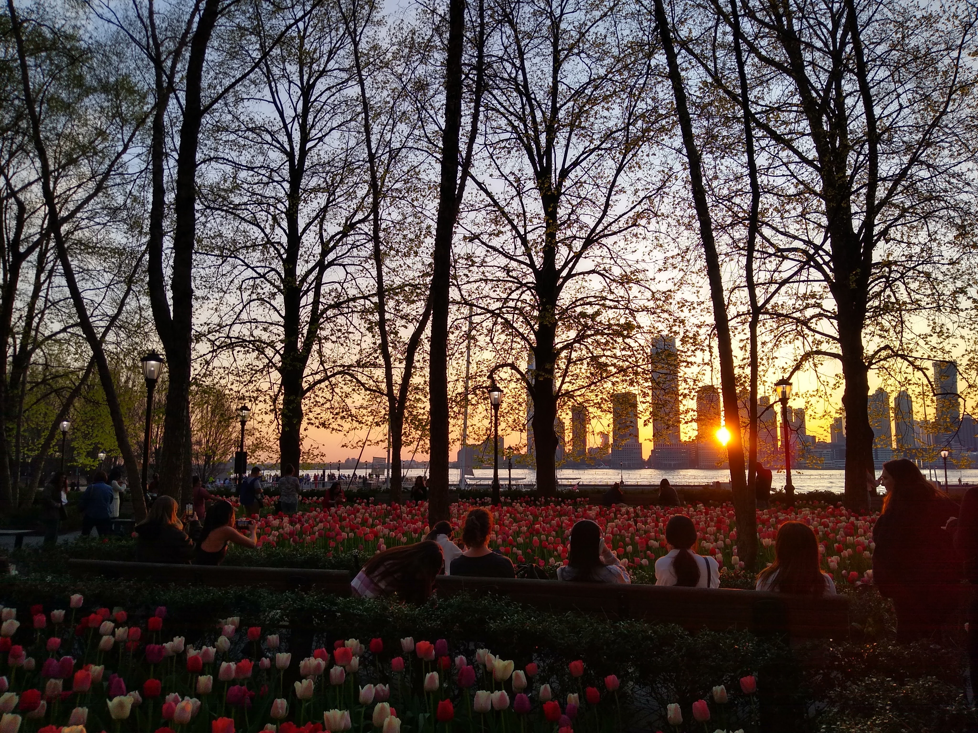 a lovely garden of tulips against the city skyline at sunset