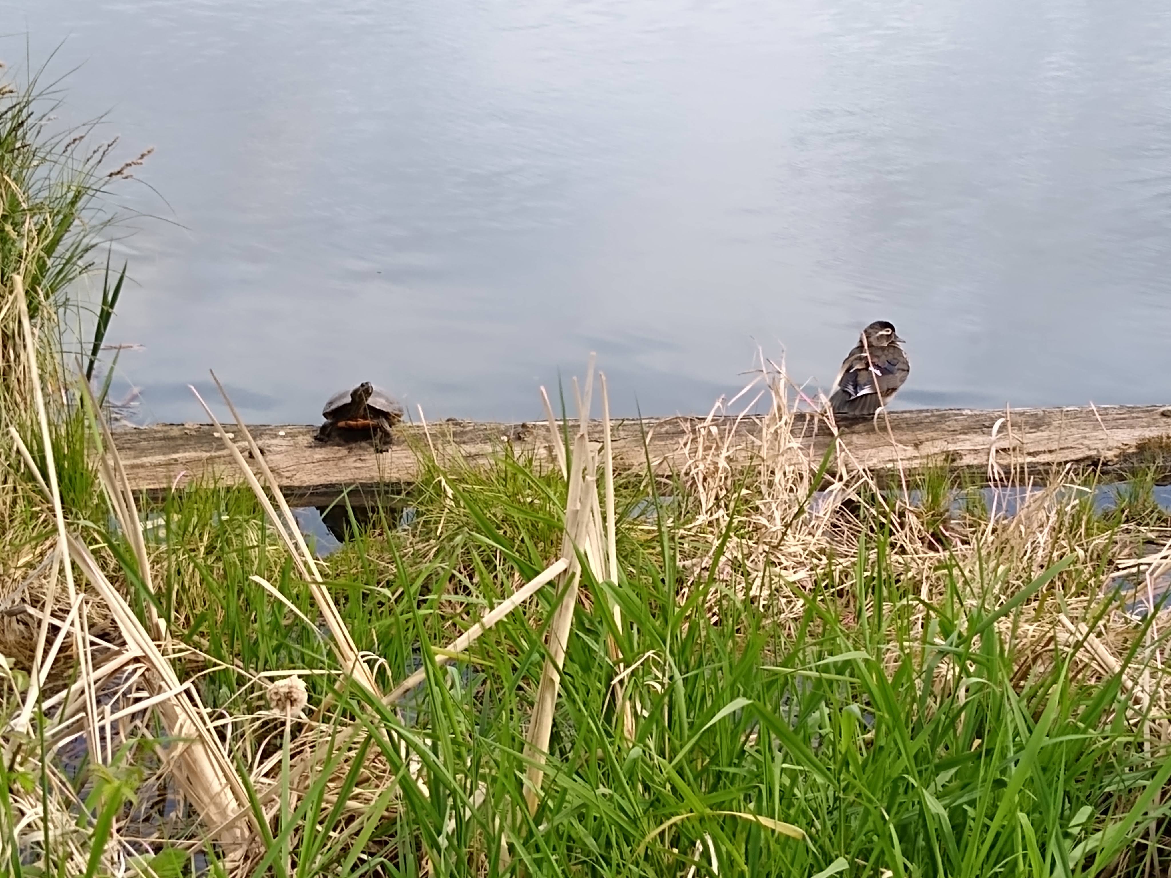 a turtle and a duck sitting on the same log in a marsh in the spring