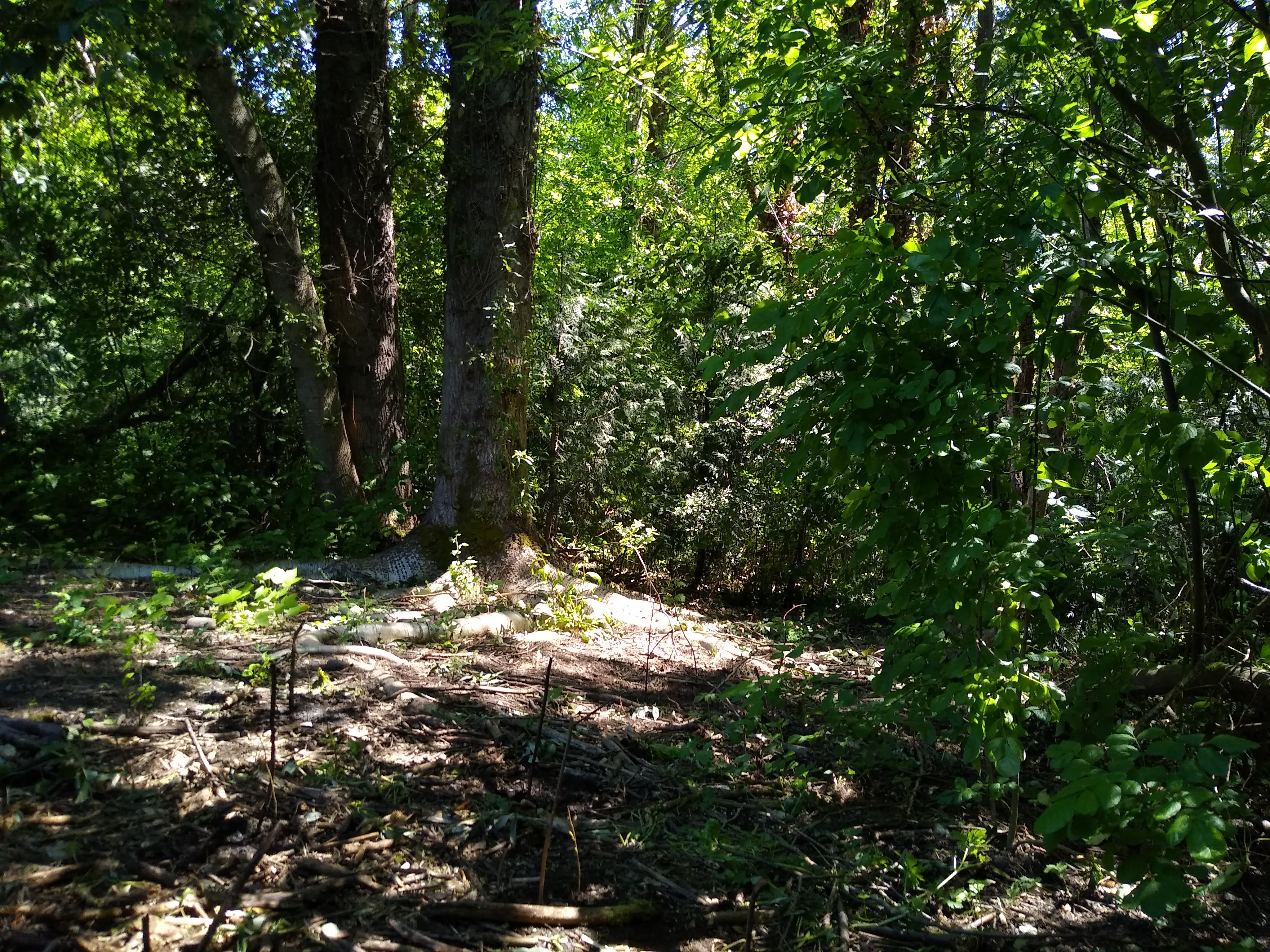 a tree and underbrush lit by dappled sunlight shining through green leaves
